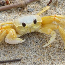 Crab on Praia Triste